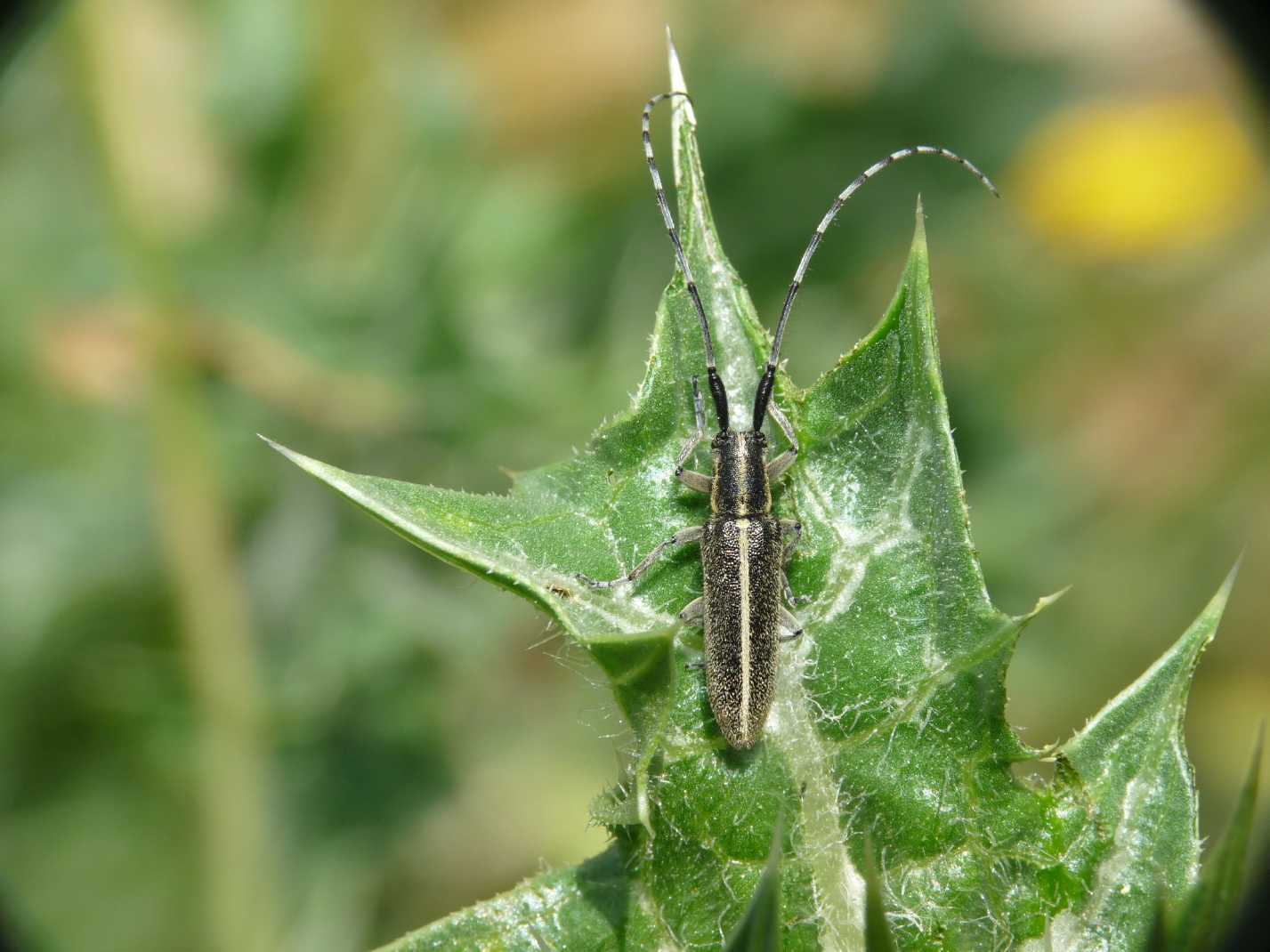 Agapanthia suturalis (Cerambycidae)